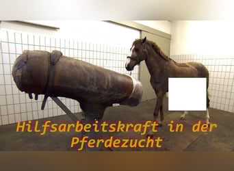 Hilfsarbeitskraft in der Pferdezucht