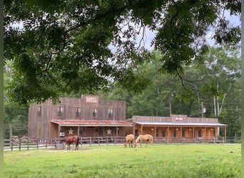 Internships at Gascon Horsemanship Horse Haven Ranch in Mississippi! 