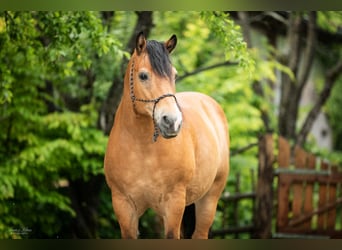 Jahrespraktikum auf Therapie und Erlebnisbauernhof ab Sommer 2026
