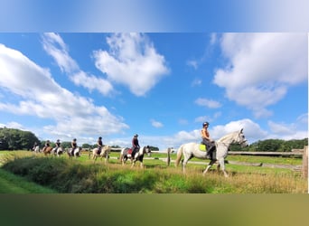 Reiterhotel Vox Mitarbeiter in Festanstellung, sowie  Praktikumsplätze