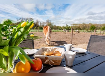 Reitlehrer/in mit Allroundfähigkeiten gesucht 