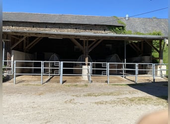 Stallhilfe gesucht 