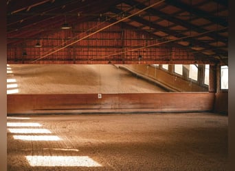 Teilzeit oder Vollzeitmitarbeiter (m/w/d) für unseren Dressurstall nach 50259 Pulheim Nähe Köln 