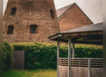 Teilzeit oder Vollzeitmitarbeiter (m/w/d) für unseren Dressurstall nach 50259 Pulheim Nähe Köln 