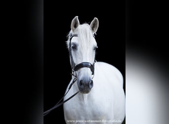 Joven entusiasta de los caballos (señor)