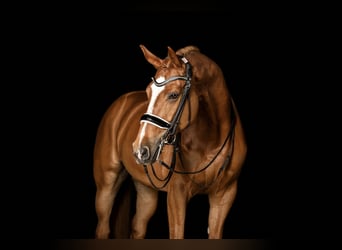 Pferdefotografie für Verkaufsanzeigen