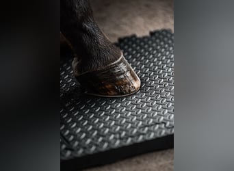 Selbstständige/r Vertriebspartner/in für Reitsportbrand - 100% remote - Home Office - Quereinsteiger