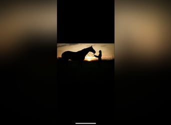 Sie wollen Ihr Pferd verkaufen?! 