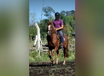 Vendo caballo manso de andar