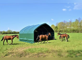 Lona de acción con 900 g/m² - Carpa para pasto, refugio para caballos, tienda de almacenamiento, tie