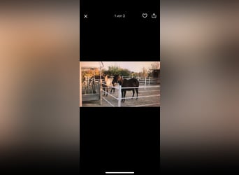 Vendo cerca nueva para caballos