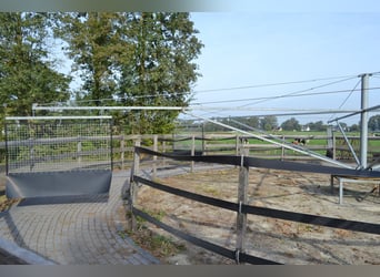 Te huur aangeboden een professionele paarden manege/complex