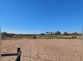 Villa mit Reitgelände und Pferdelizenz (REGA) auf über 10000m² Costa Blanca/Alicante/03158 Catral