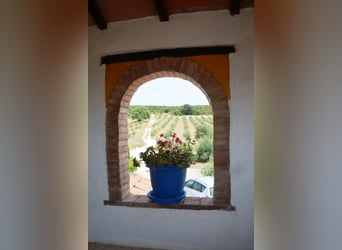 Wunderschöne Finca, ideal  für Pferdehaltung, in Arcos de la Frontera