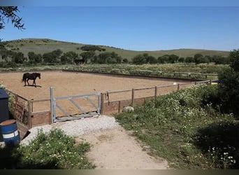 Wunderschöne Finca mit Offenstall - 4km vom Atlantik - traumhaftes Ausreitgelände