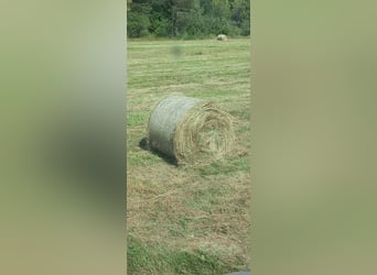 Organic hay, 1st cut in bales 120x120