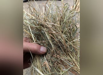 Forraje de pasto para caballos