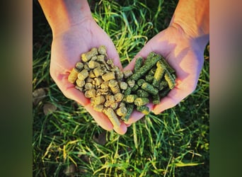 Cabezadas de heno regionales, cabezas de alfalfa, pellets de heno, pellets de alfalfa, cobs, pellets