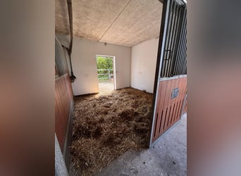 Box disponible - Pensión completa - Instalaciones ecuestres para alojamiento de caballos