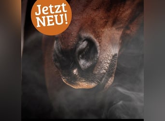 Boxen auf Top ausgestatteter Reitsportanlage frei ab 1.4.2025