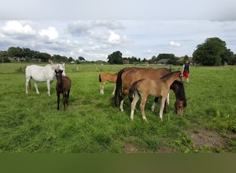 ¡Boxes de caballos disponibles en la finca Braaklander cerca de Neerstedt!