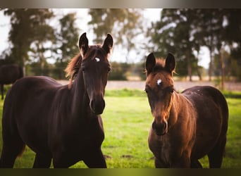 ¡Boxes de caballos disponibles en la finca Braaklander cerca de Neerstedt!