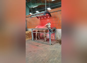 ¡Boxes de caballos disponibles en la finca Braaklander cerca de Neerstedt!