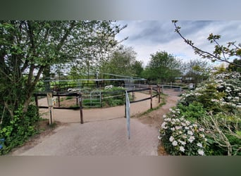 ¡Boxes de caballos disponibles en la finca Braaklander cerca de Neerstedt!
