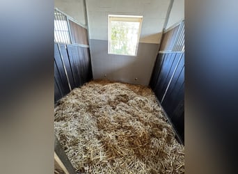 Boxes / Paddock boxes available