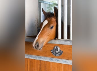 Establo Birkenhof - Boxes disponibles - Adecuada gestión de caballos y entrenamiento profesional