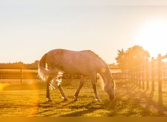 Establo Birkenhof - Boxes disponibles - Adecuada gestión de caballos y entrenamiento profesional