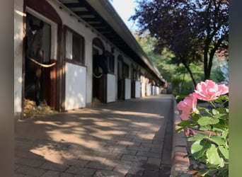 Establo de doma en pleno centro de Frankfurt, box/recinto de entrenamiento