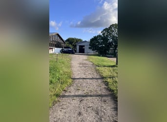 Pista de entrenamiento y servicio completo en Niebüll: ideal para caballos con problemas respiratori