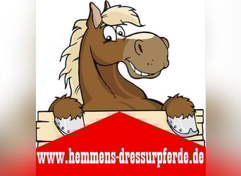 PLZ 49624 * gegen Hilfe *BOX RUNDUM-SORGLOS-PAKET für ZUCHTSTUTE / RENTNER