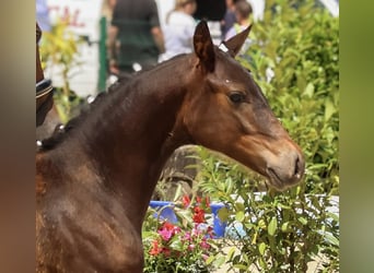 Aufzuchtplatz für Hengstfohlen, Dt.Reitpony