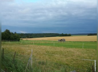 Aufzuchtplatz Jährlingshengst ab sofort frei /Absetzer ab Herbst