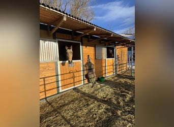 Aufzuchtsplatz für einen Henstjährling ab April/2026 