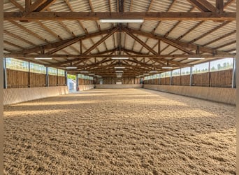 Camas libres para cría y jubilación de caballos de sangre caliente 🐴