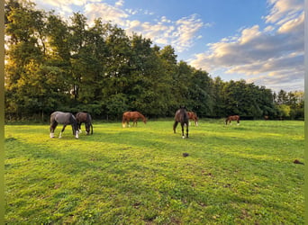 Camas libres para cría y jubilación de caballos de sangre caliente 🐴