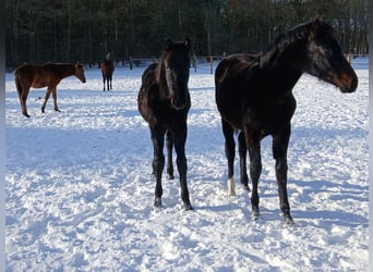 Cría con mucho espacio para pastar y libertad de movimiento