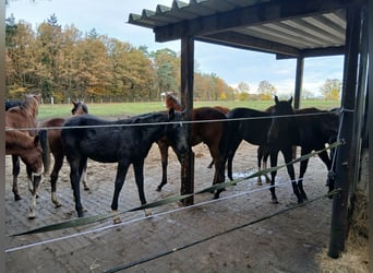 Cría con mucho espacio para pastar y libertad de movimiento