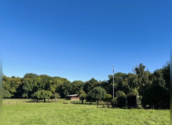 Cría de caballos semental / Potros jóvenes / Machos castrados