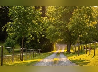 Espacios disponibles para la cría de destetados y potras de un año en la finca Borner