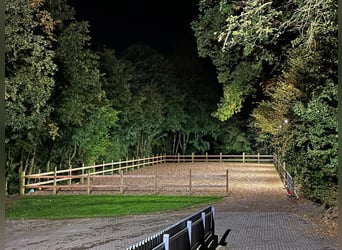 Espacios disponibles para la cría de destetados y potras de un año en la finca Borner