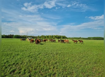 ⚜️Exklusive Aufzucht von Hengst- & Stutfohlen⚜️