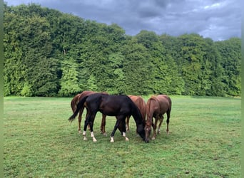 Professioneller Aufzuchtplatz für Absetzer und Jungpferde