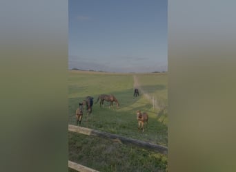 Professioneller Aufzuchtplatz für Absetzer und Jungpferde