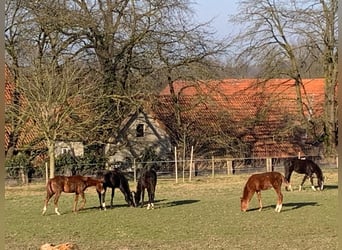Professioneller Aufzuchtplatz für Absetzer und Jungpferde