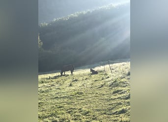 Puesto de cría para potras