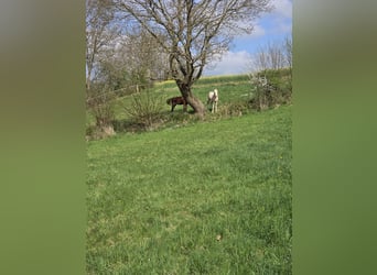 Puesto de cría, pradera